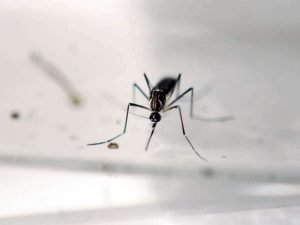 Read more about the article Pengobatan Demam Chikungunya dengan Air Kelapa