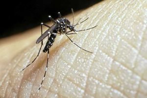 Read more about the article Bagaimana Mengobati Demam Dengue serta DBD dengan Minyak Kelapa & Air Kelapa